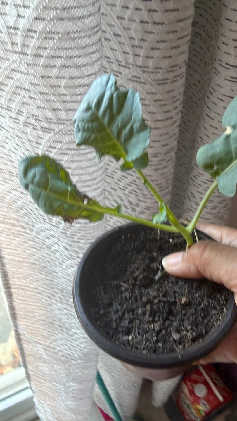 Vegetable Plants - photo 3