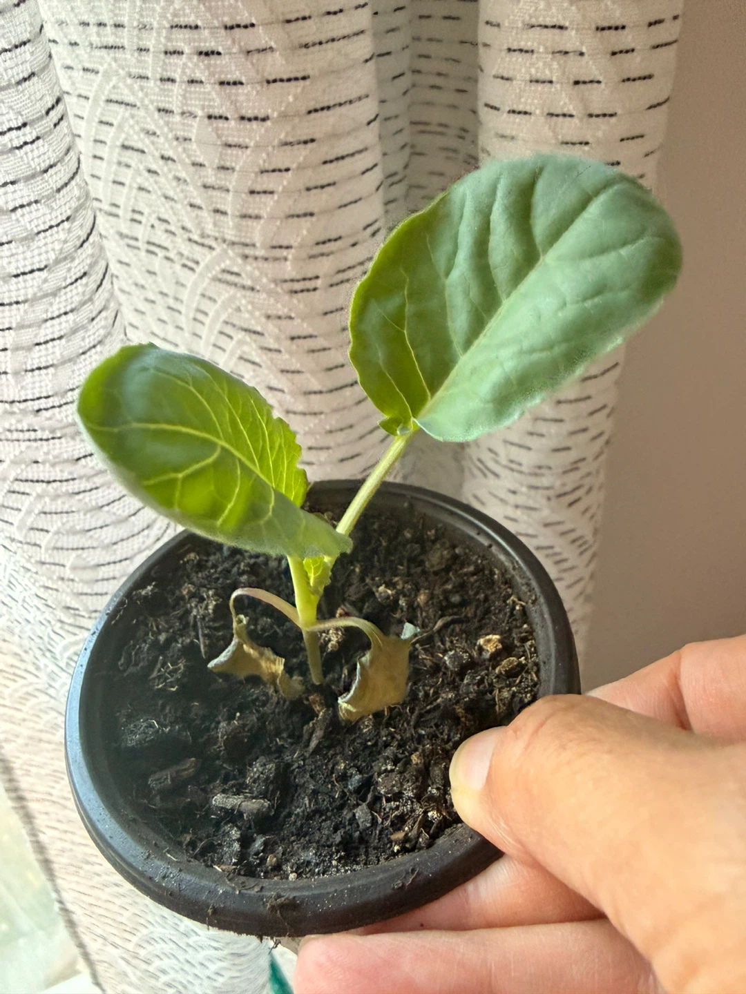 Vegetable Plants - photo 2