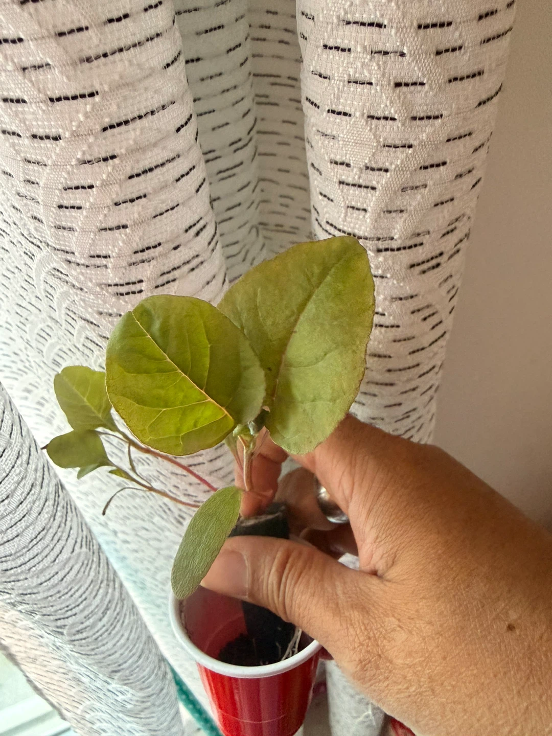 Vegetable Plants