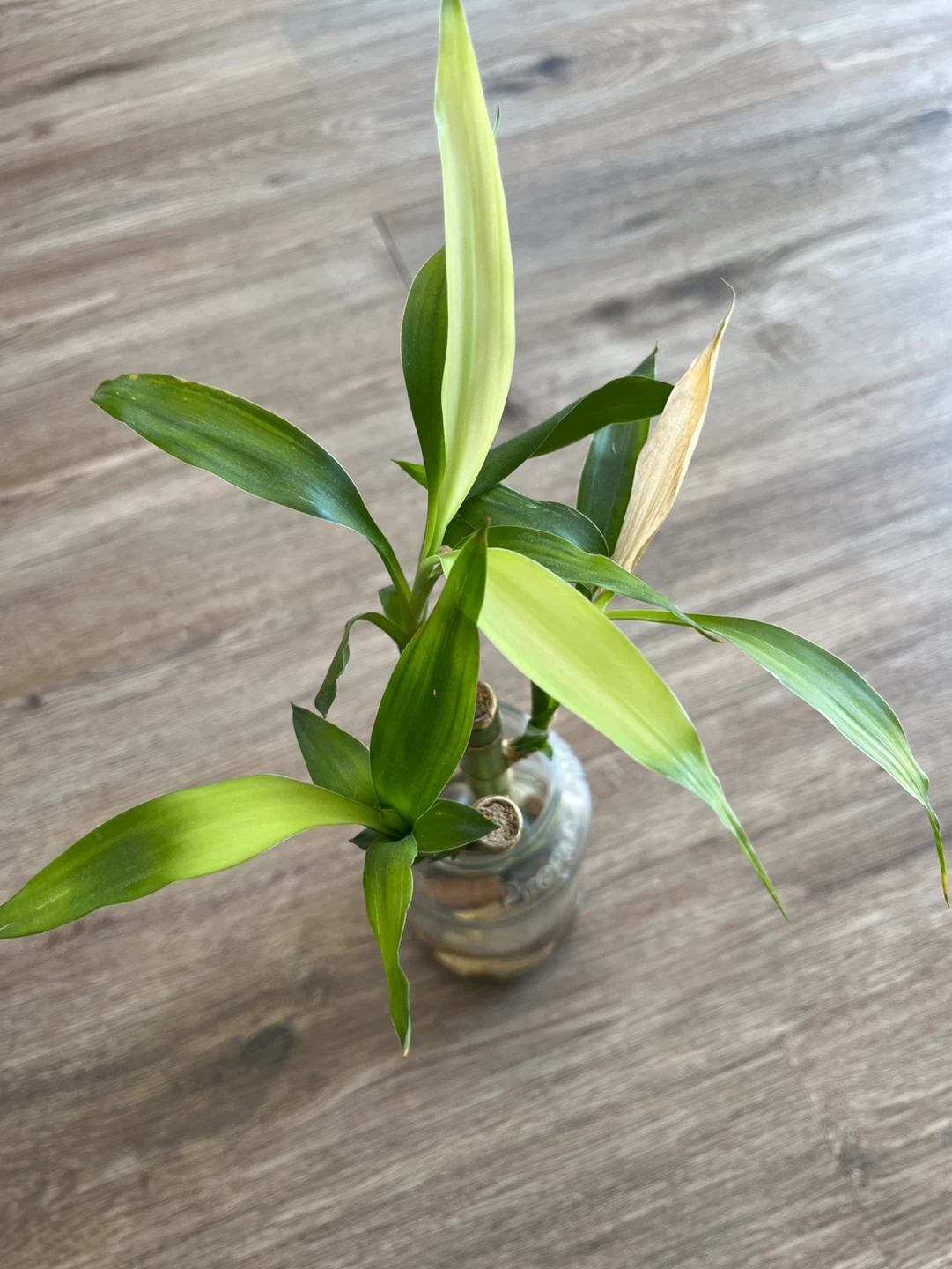 Lucky Bamboo Plant in Glass Jar - photo 2