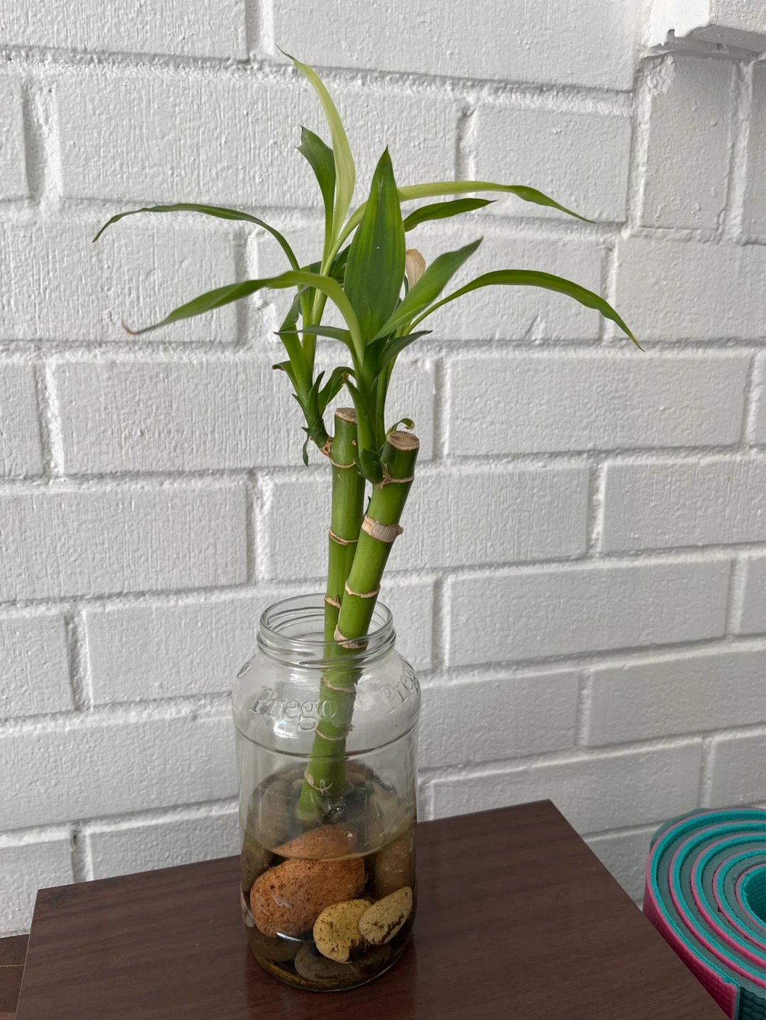 Lucky Bamboo Plant in Glass Jar