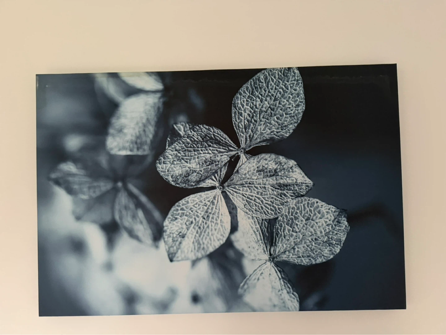 Black and White Hydrangea Wall Art
