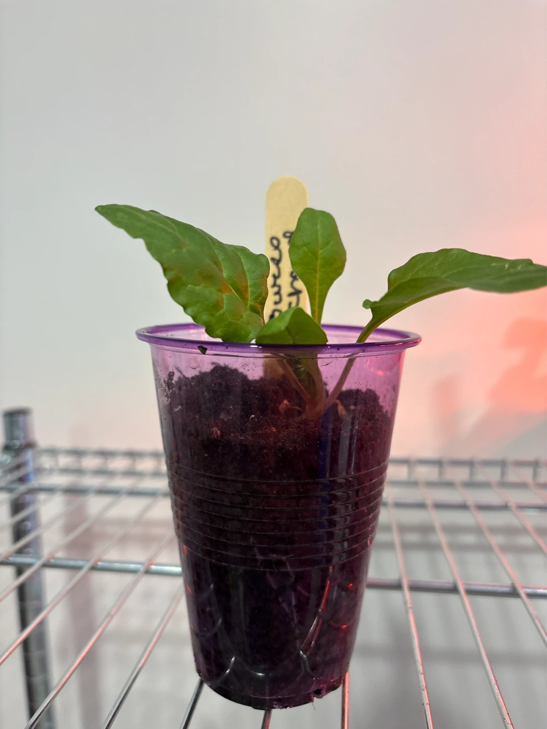 Swiss Chard Seedling in Pot