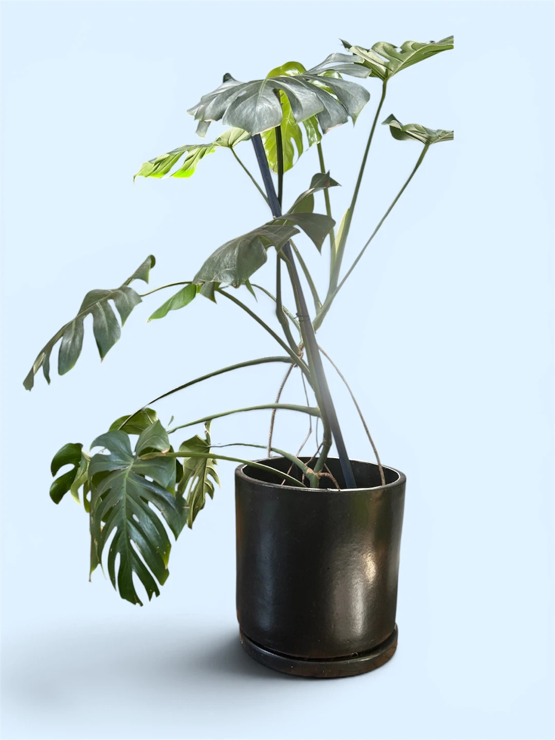 Large Monstera Deliciosa Plant With Large Designer Pot