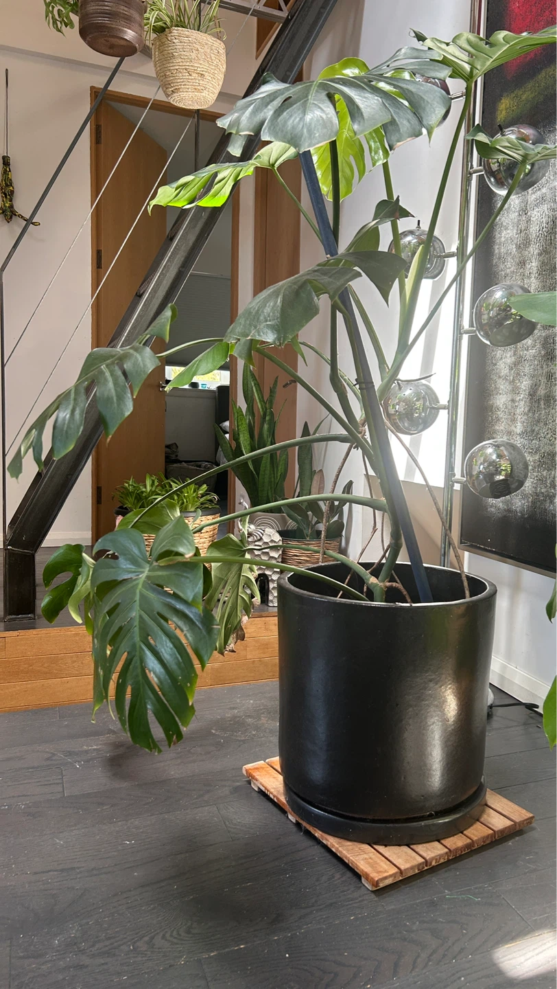 Large Monstera Deliciosa Plant With Large Designer Pot - photo 2