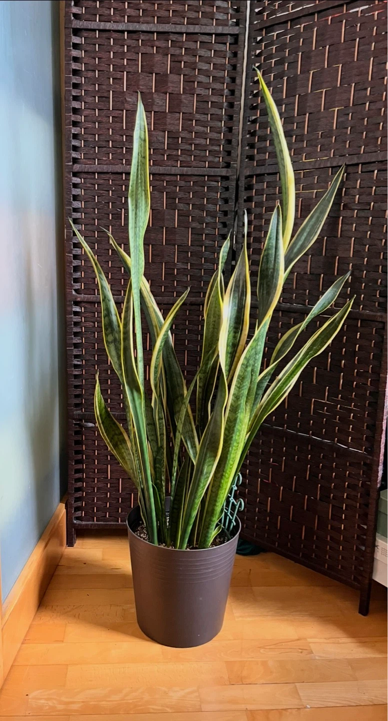 49” Snake Plant in Pot