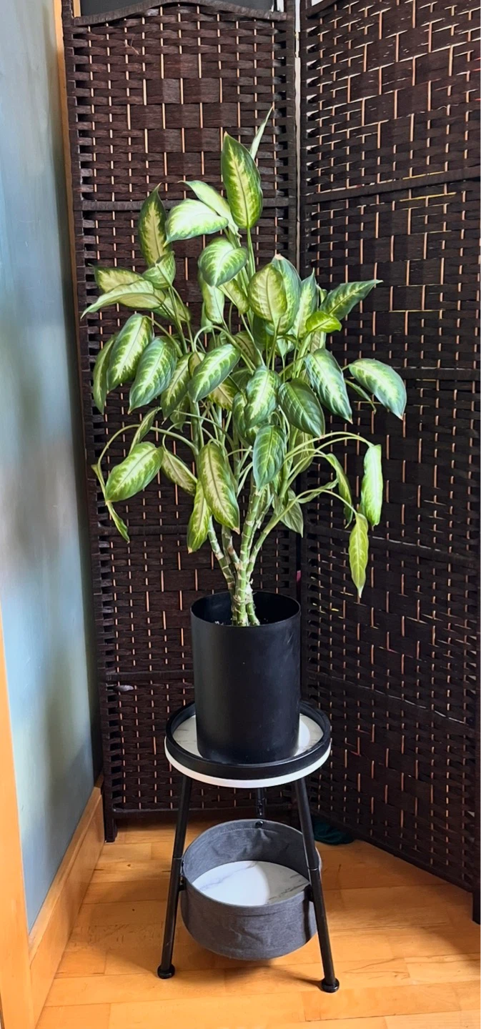 42” Dieffenbachia Plant in Black Pot
