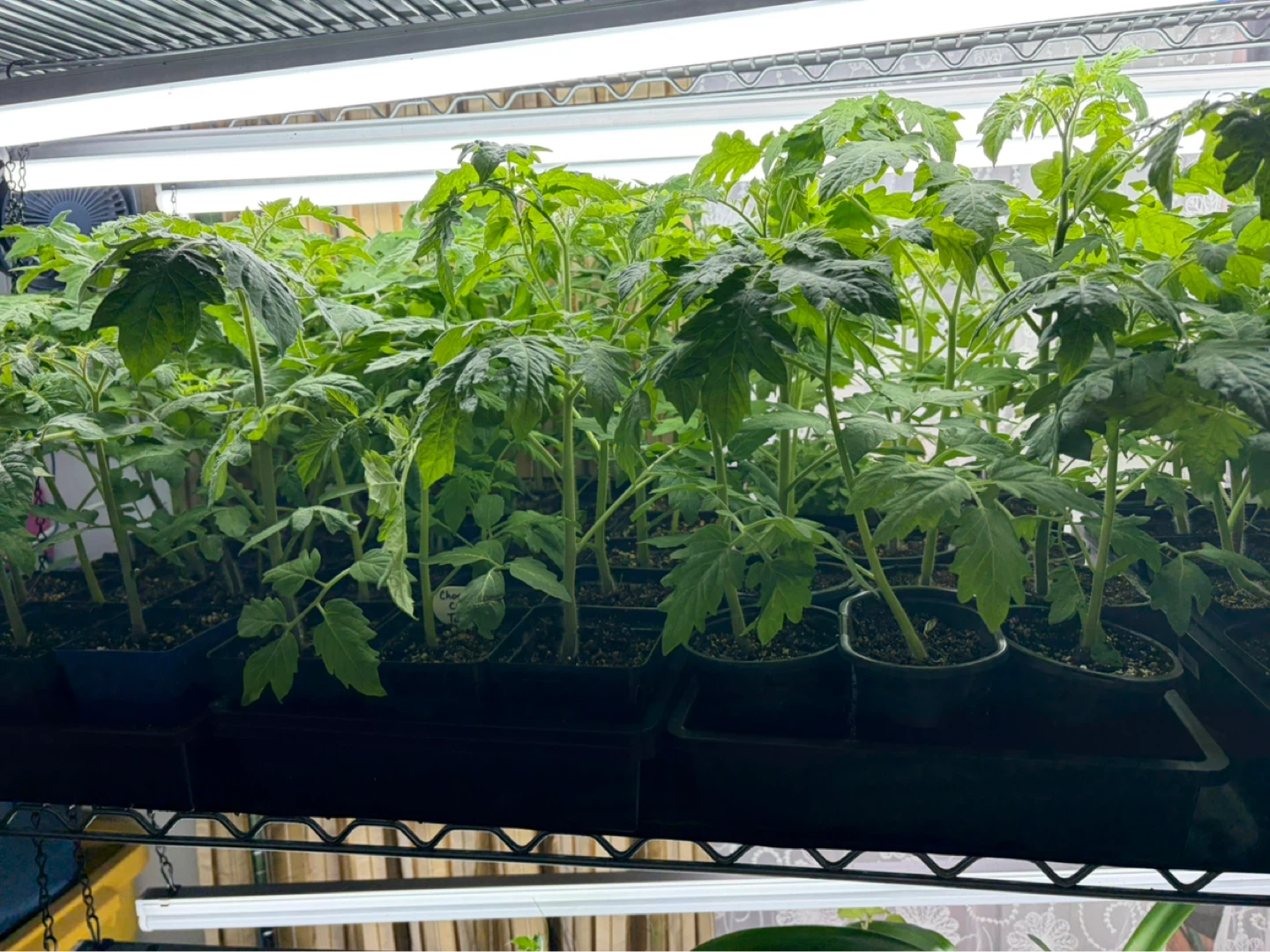 LAST DAY! HEIRLOOM CHOCOLATE CHERRY TOMATOES (NON GMO) - photo 3