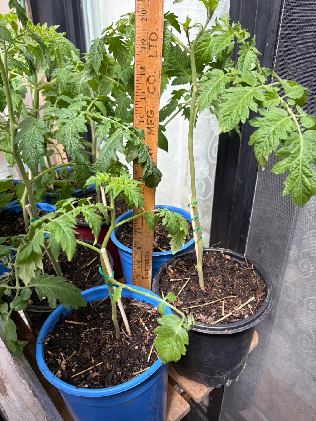 LAST DAY! HEIRLOOM CHOCOLATE CHERRY TOMATOES (NON GMO)