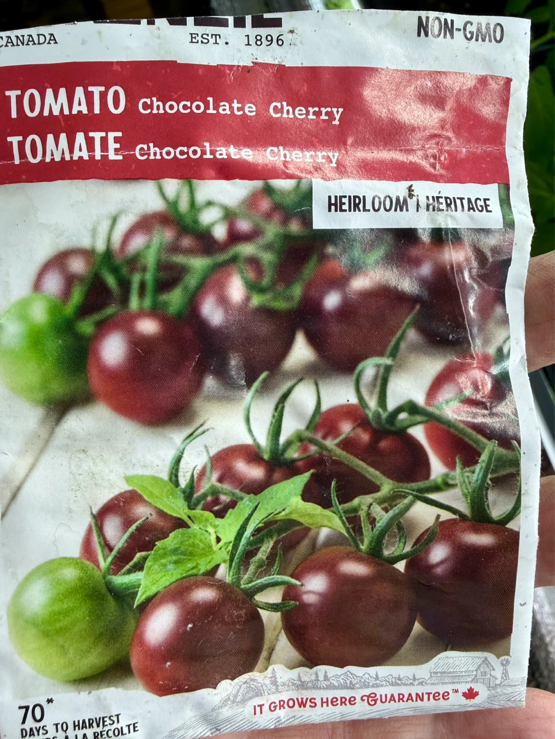 LAST DAY! HEIRLOOM CHOCOLATE CHERRY TOMATOES (NON GMO) - photo 2
