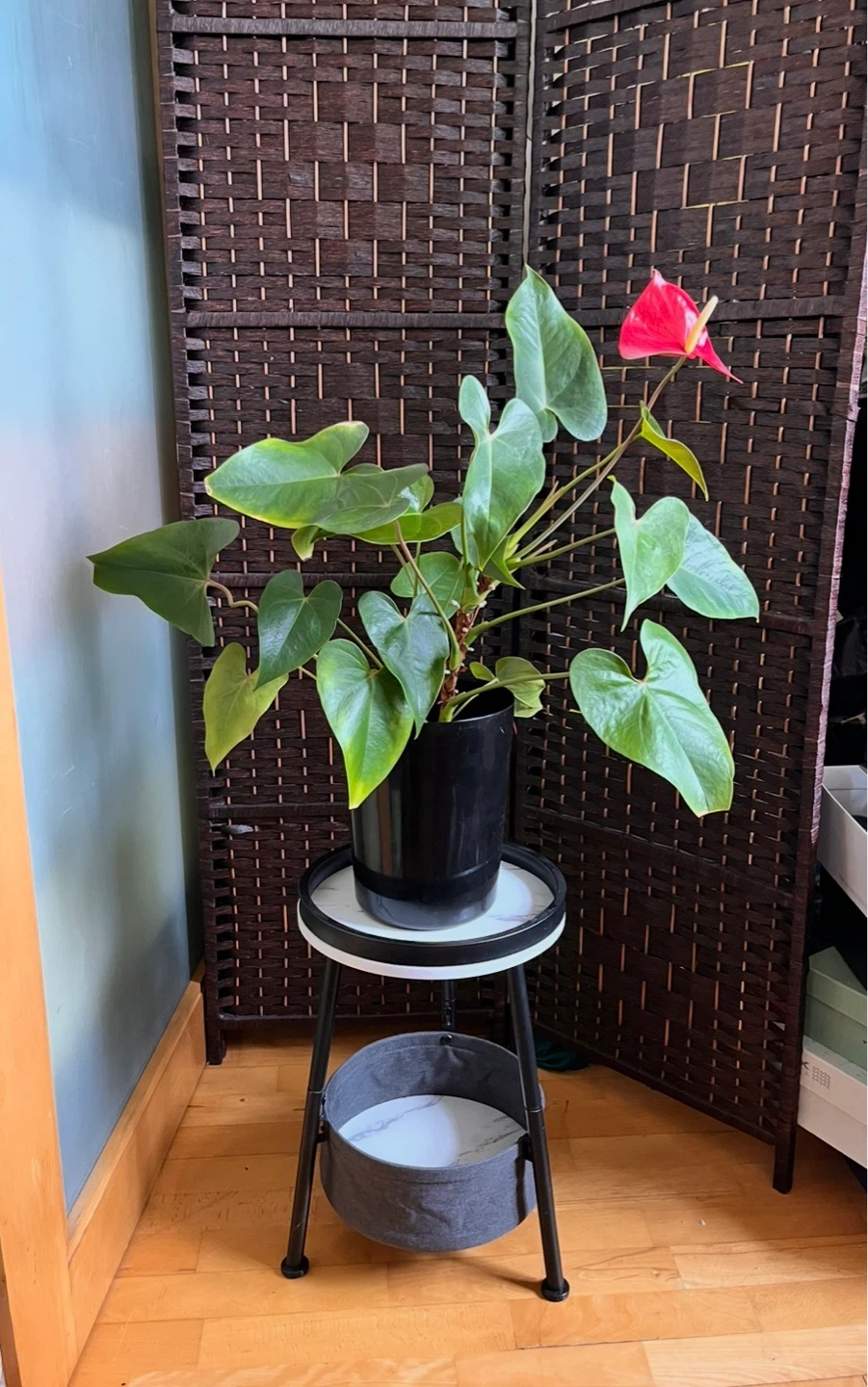 Big Anthurium Plant in Black Pot