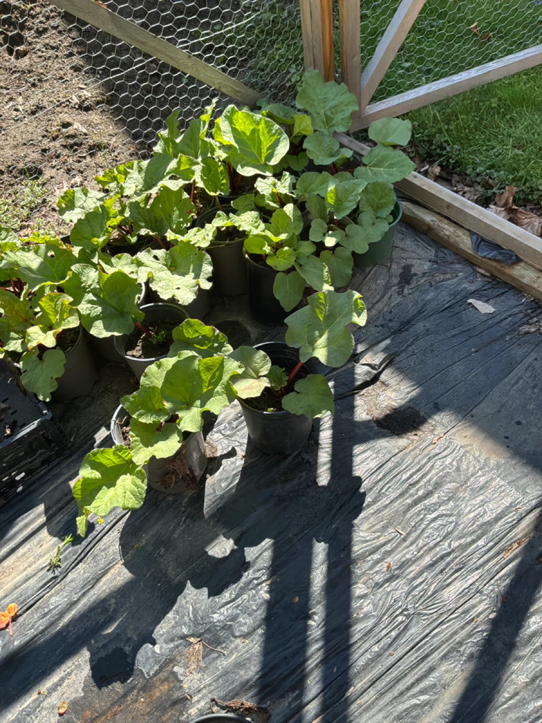 Rhubarb Plants - Multiple Pots Available