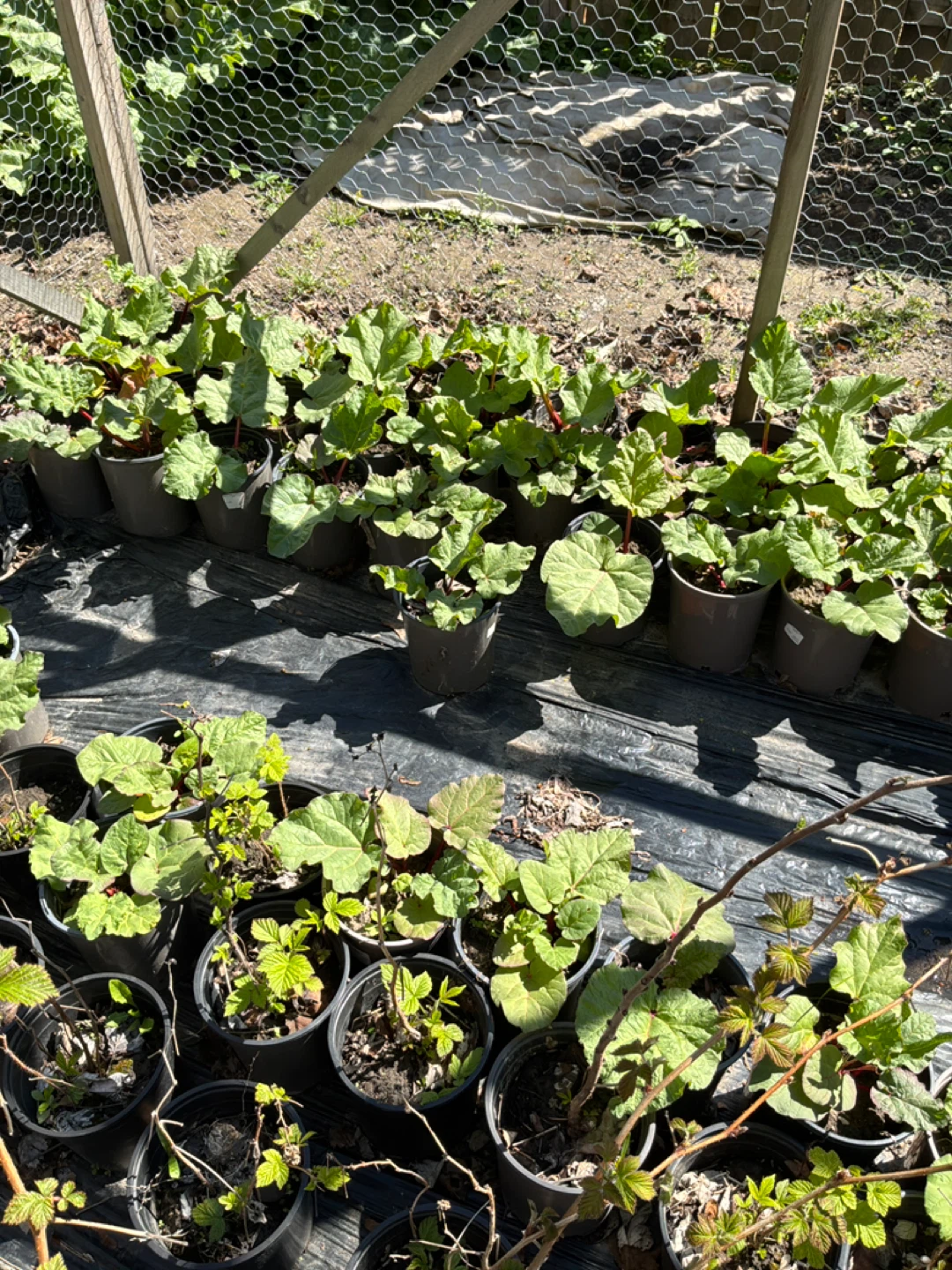 Rhubarb Plants - Multiple Pots Available - photo 2