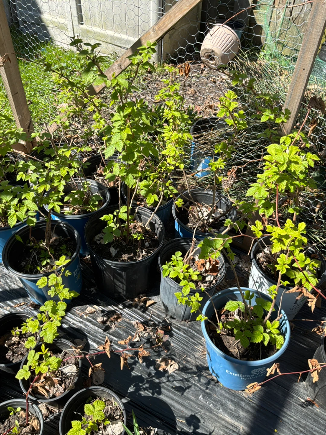Assorted Raspberry Plants in Pots