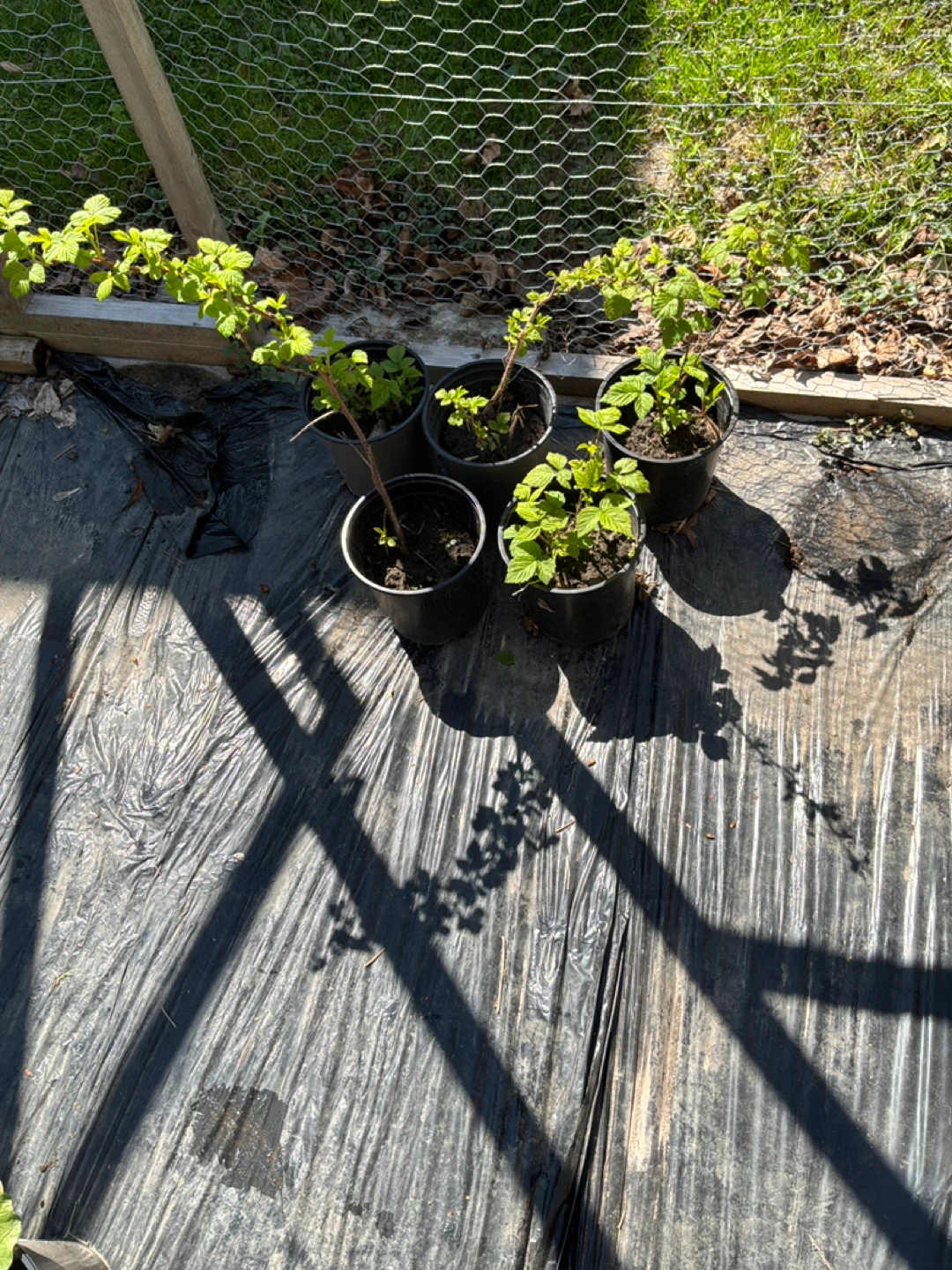 Raspberry Canes