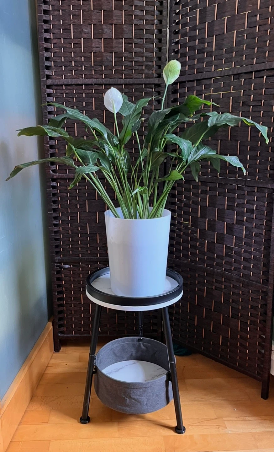 Big Peace Lily Plant in White Pot