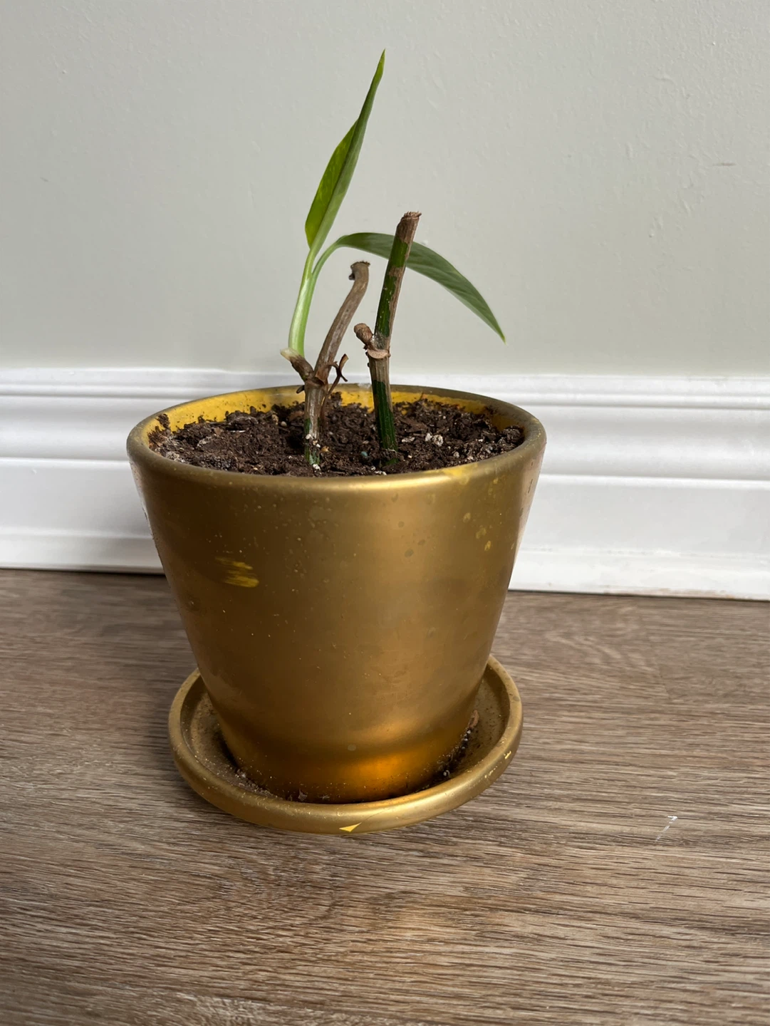 Pothos Plant in Gold Pot
