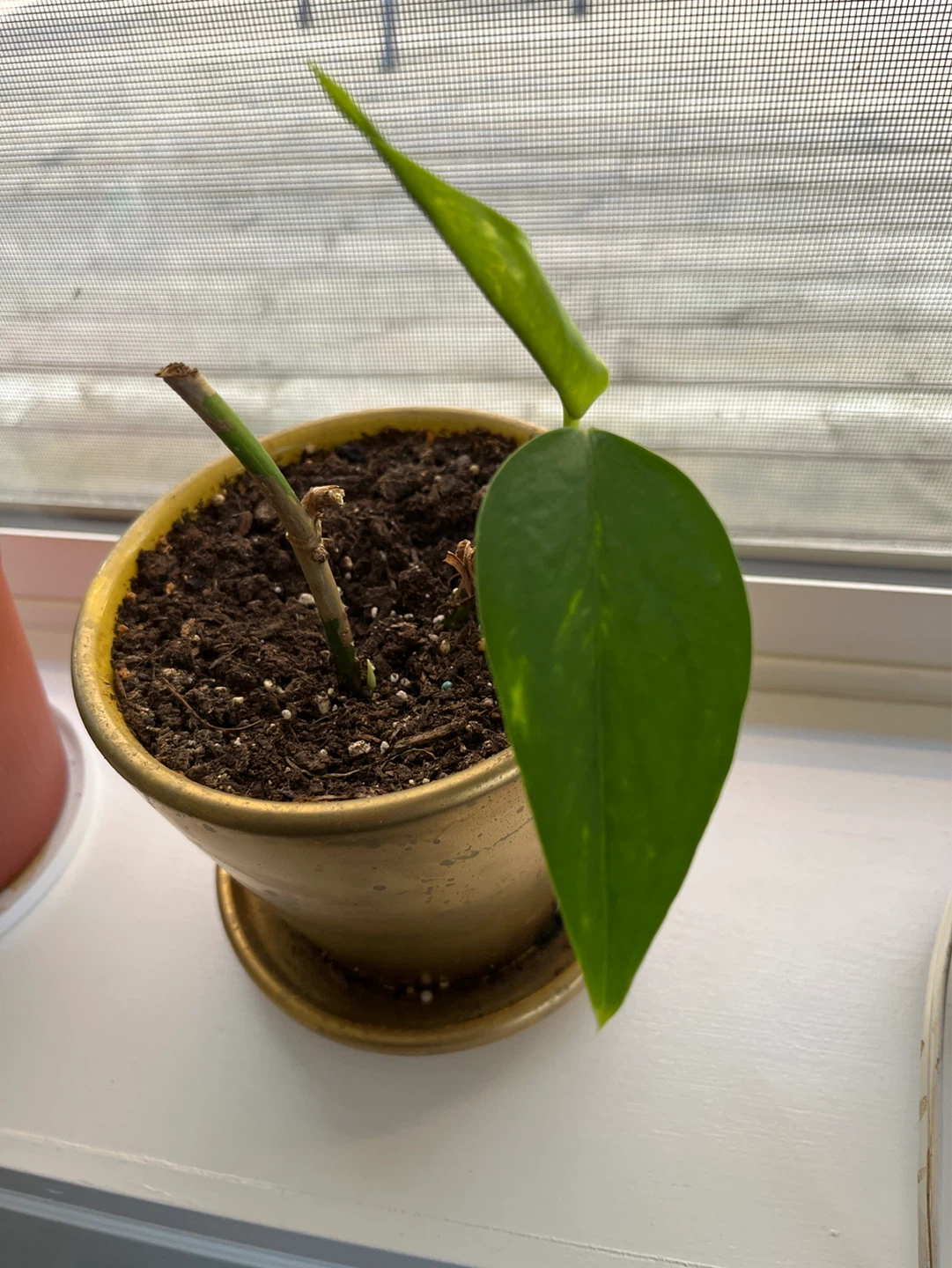 Pothos Plant in Gold Pot - photo 2