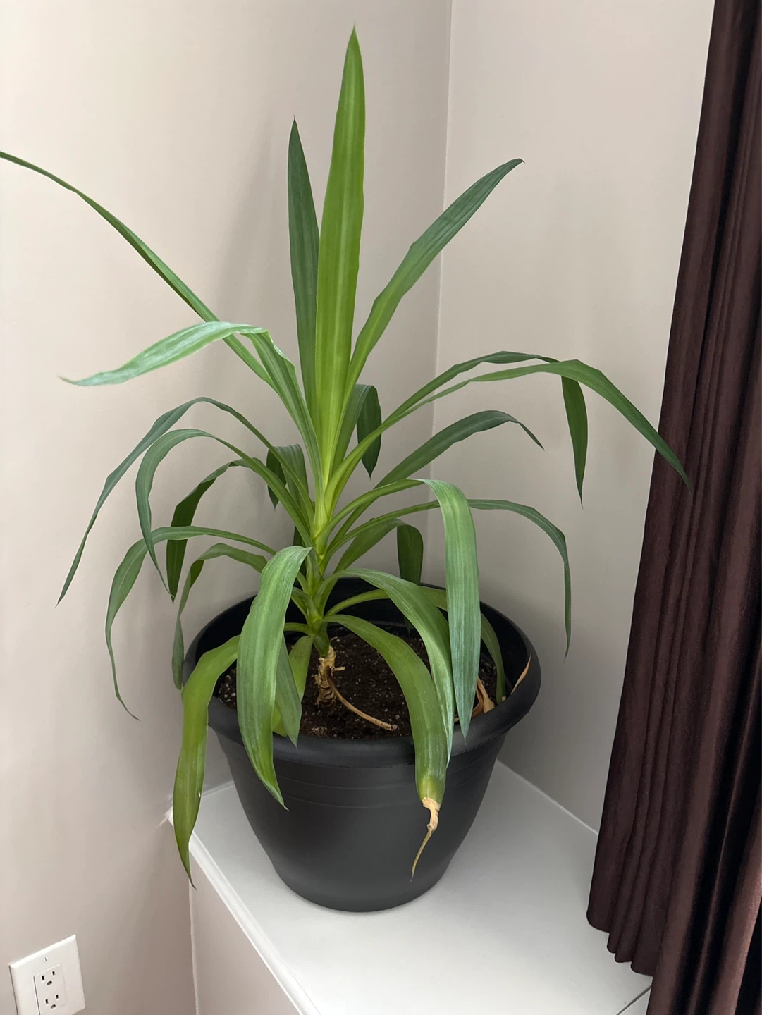Large Yucca Plant in Black Pot