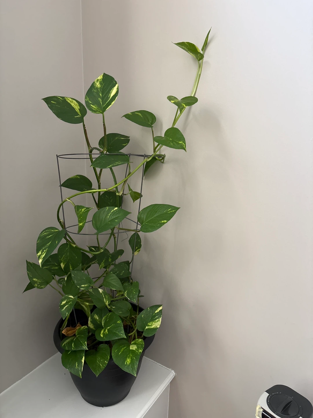 Golden Pothos Plant in Black Pot