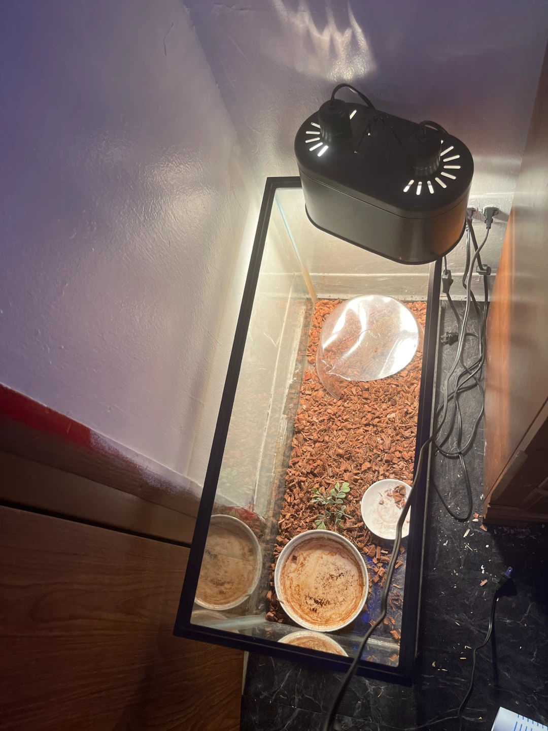 Glass Terrarium with Dome Lamp and Accessories