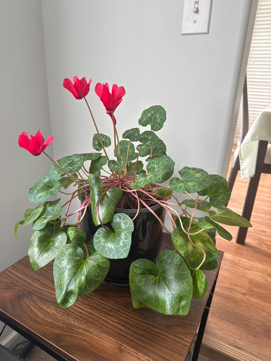Pink Flowering Cyclamen Plant in Black Pot