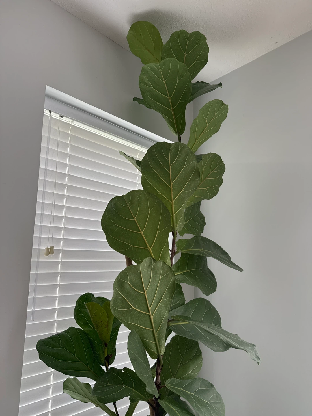 Fiddle Leaf Fig Plant