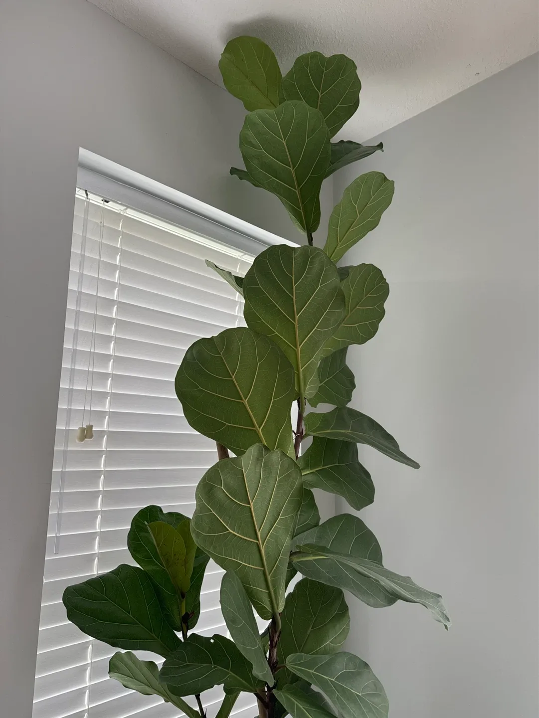 Fiddle Leaf Fig Plant