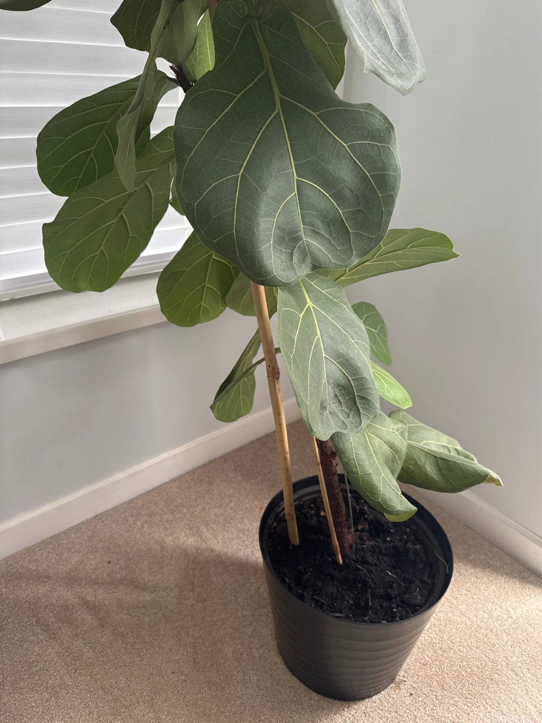 Fiddle Leaf Fig Plant - photo 2