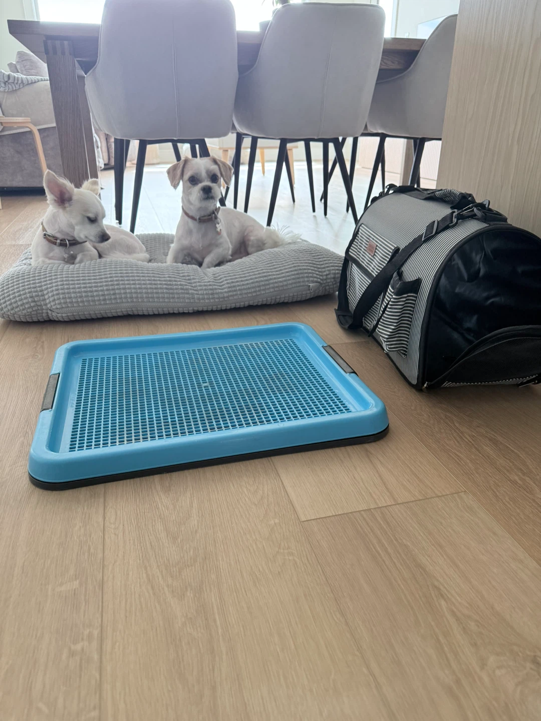 Blue Pet Training Pad Holder Tray