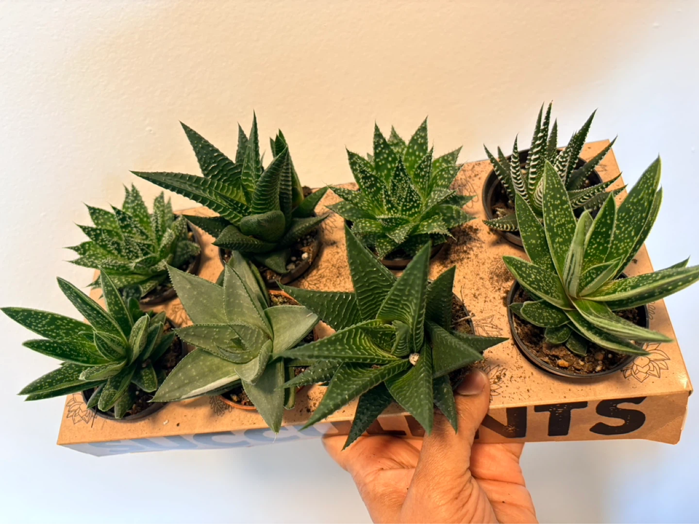 Assorted Haworthia plants - photo 3