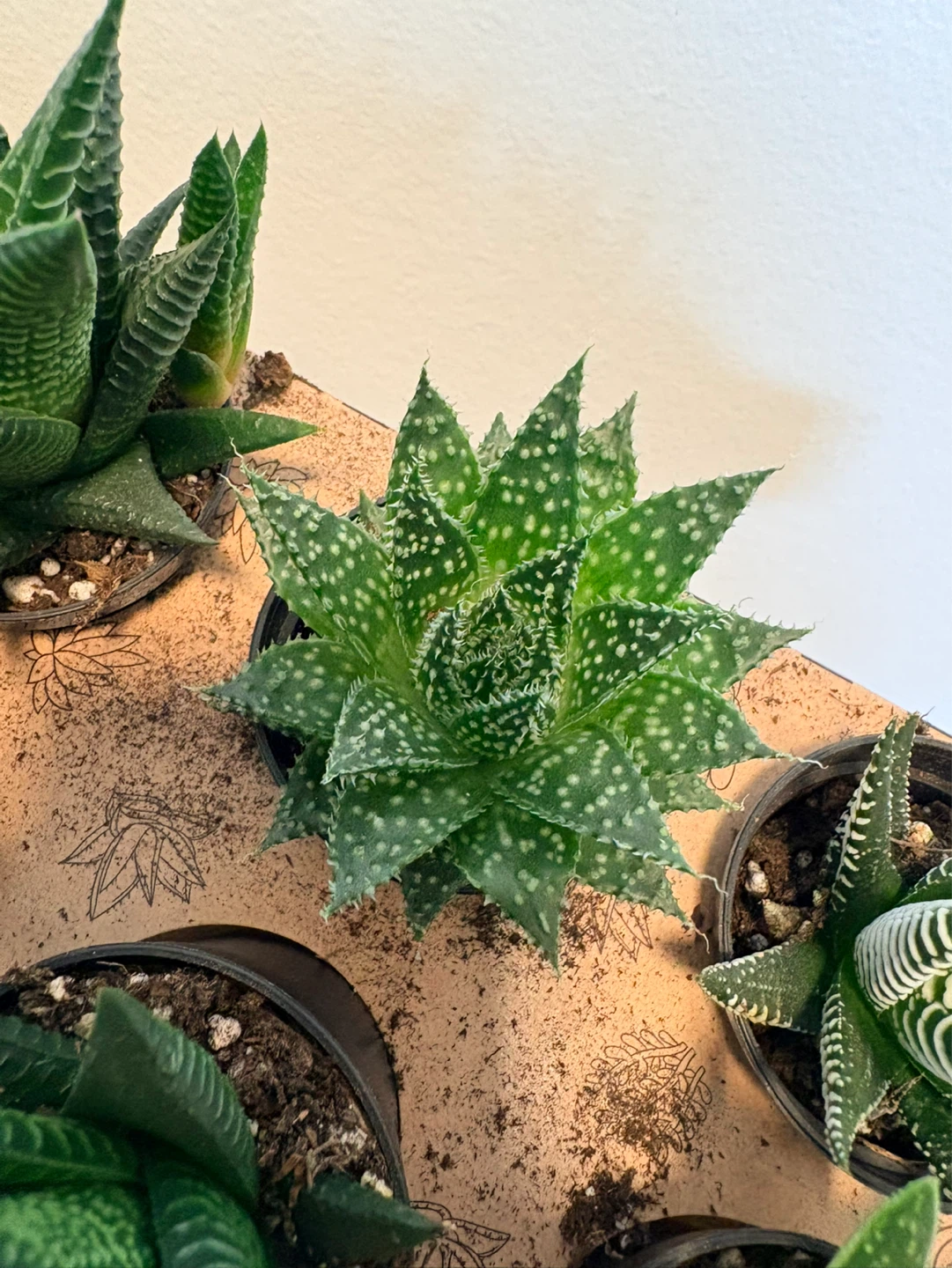 Assorted Haworthia plants - photo 4