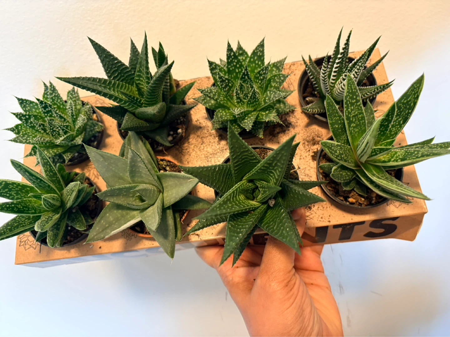 Assorted Haworthia plants - photo 2