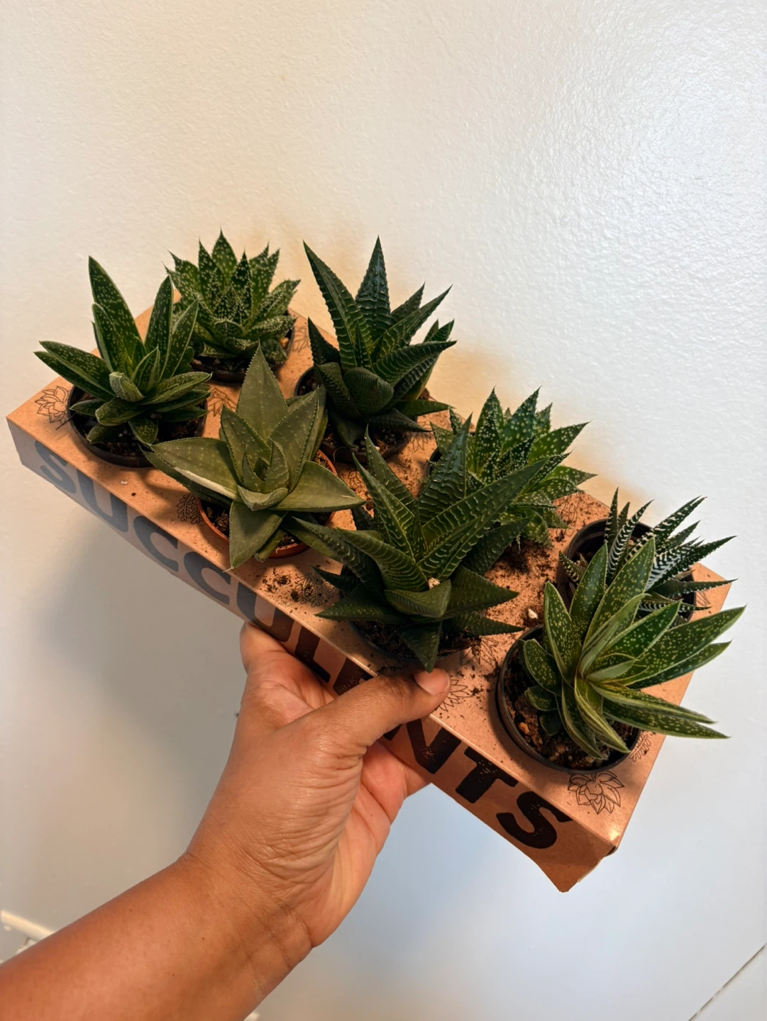 Assorted Haworthia plants