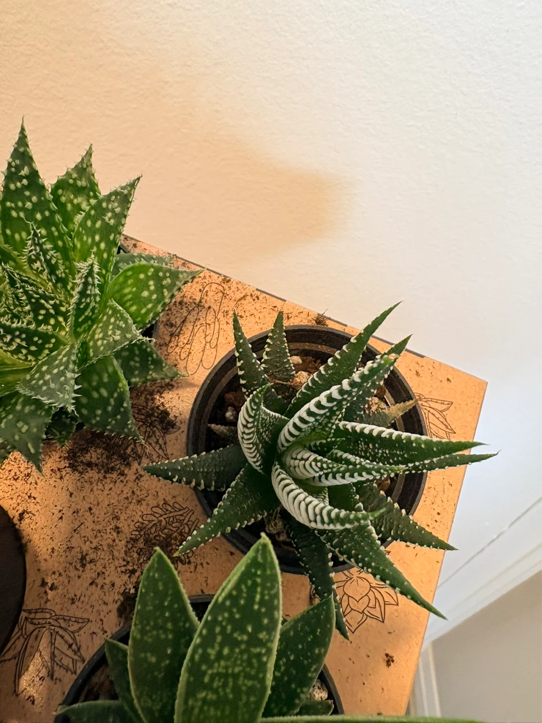 Assorted Haworthia plants - photo 5