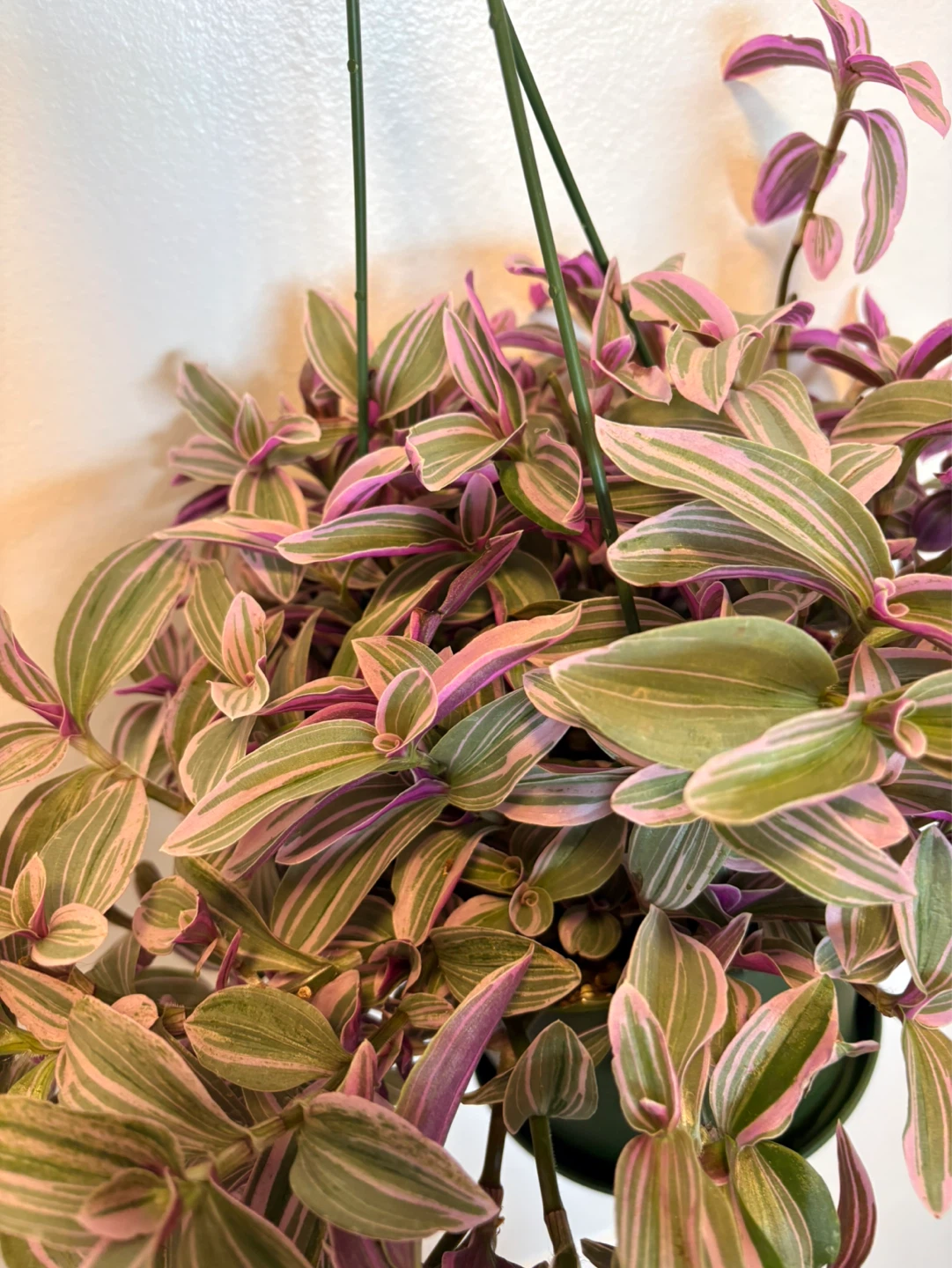 Tradescantia Hanging Plant-6” pot - photo 2