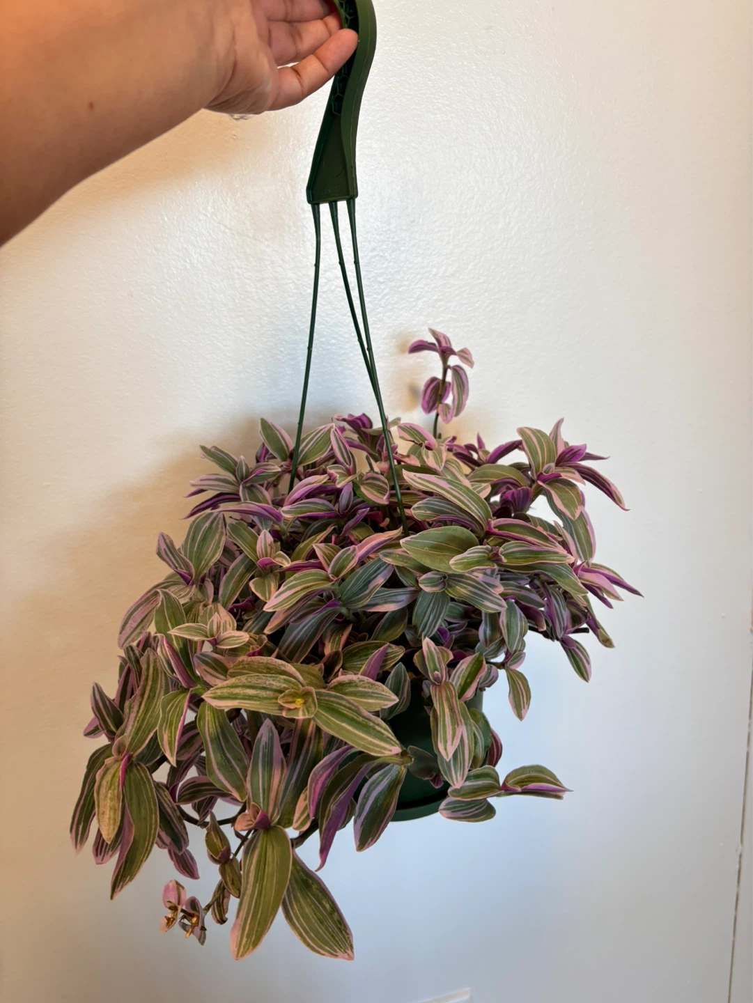 Tradescantia Hanging Plant-6” pot