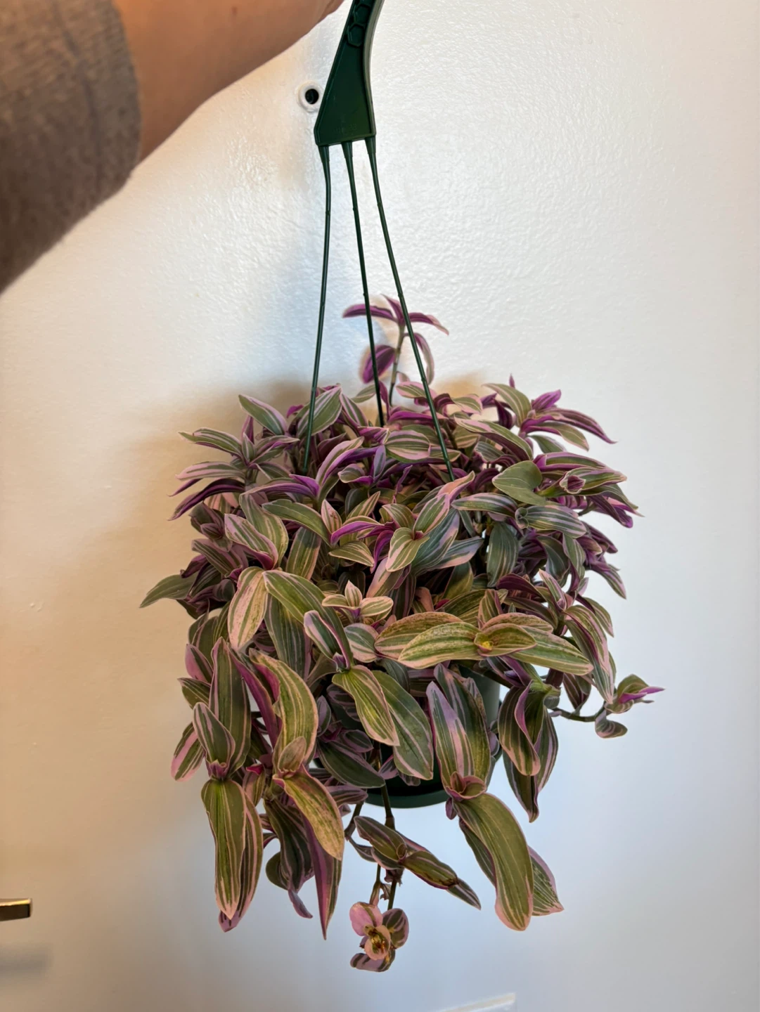 Tradescantia Hanging Plant-6” pot - photo 4