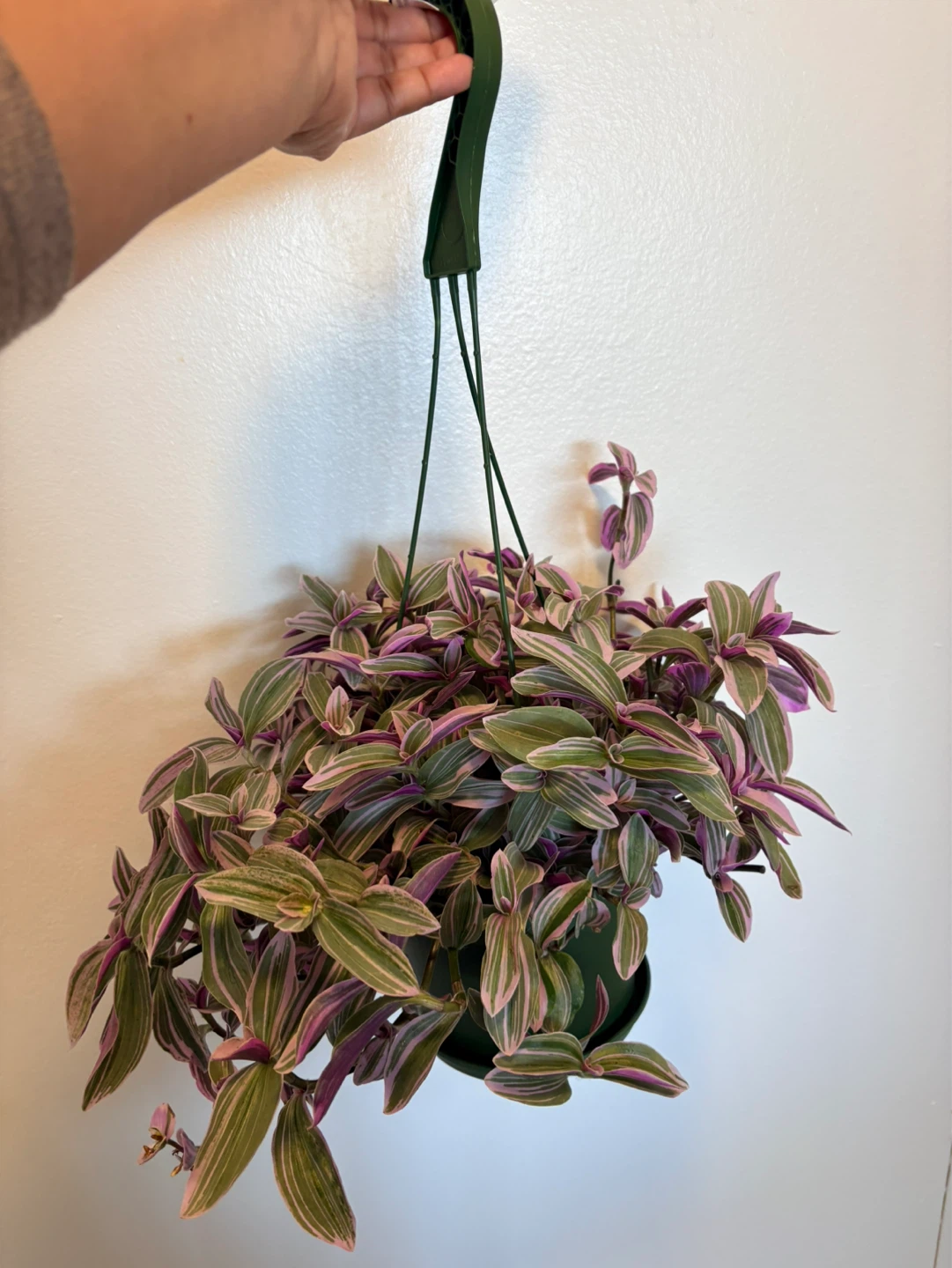 Tradescantia Hanging Plant-6” pot - photo 3