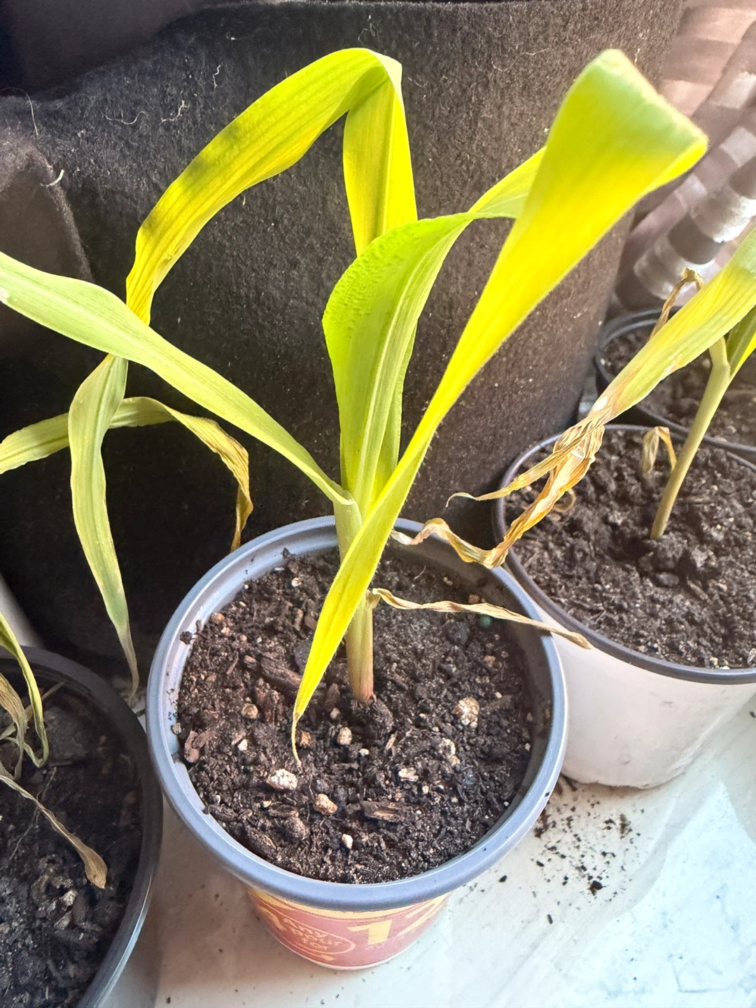 Sweet Corn - photo 4