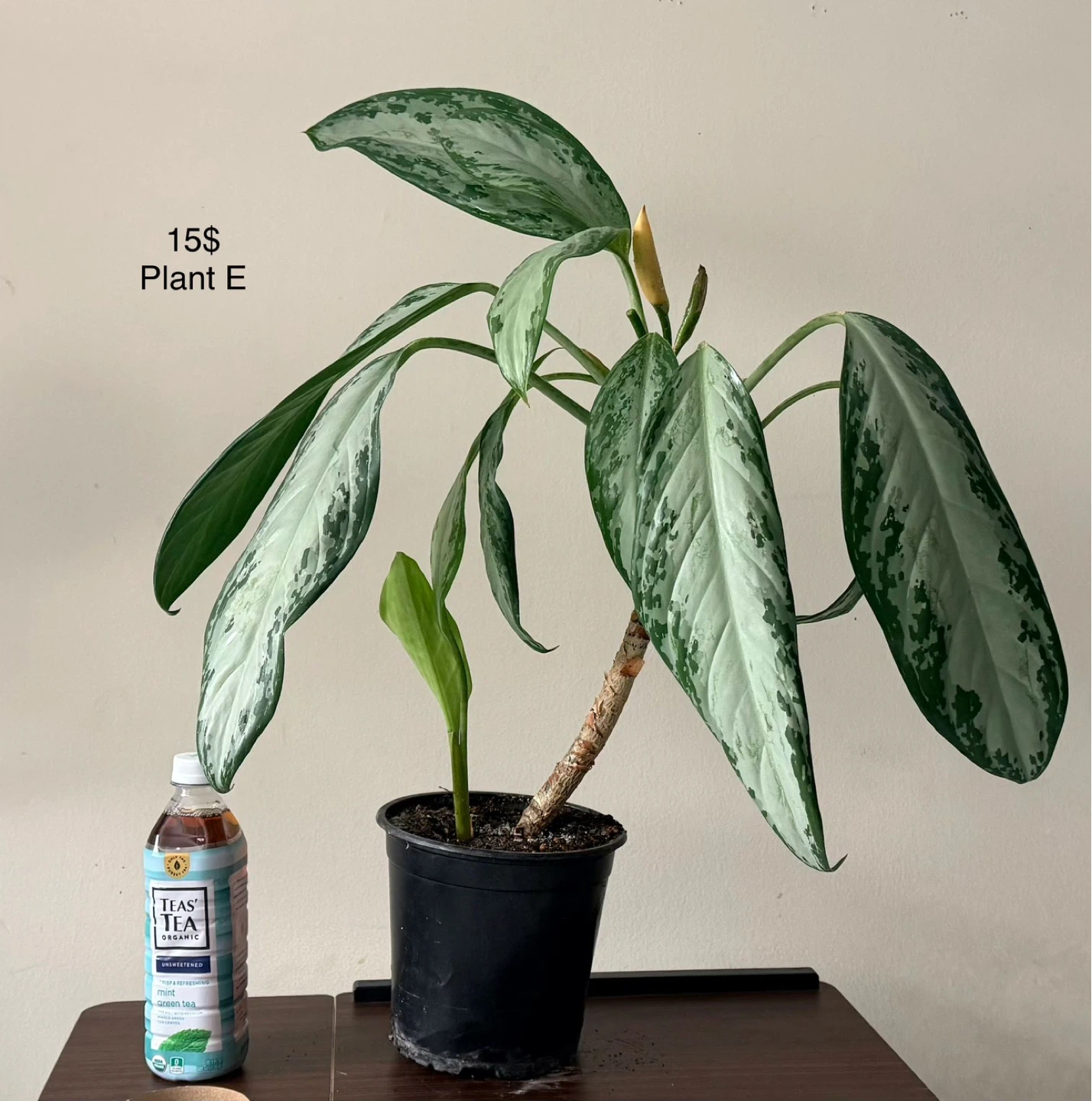 Air Purifiers & Indoor Plants for Sale - photo 3