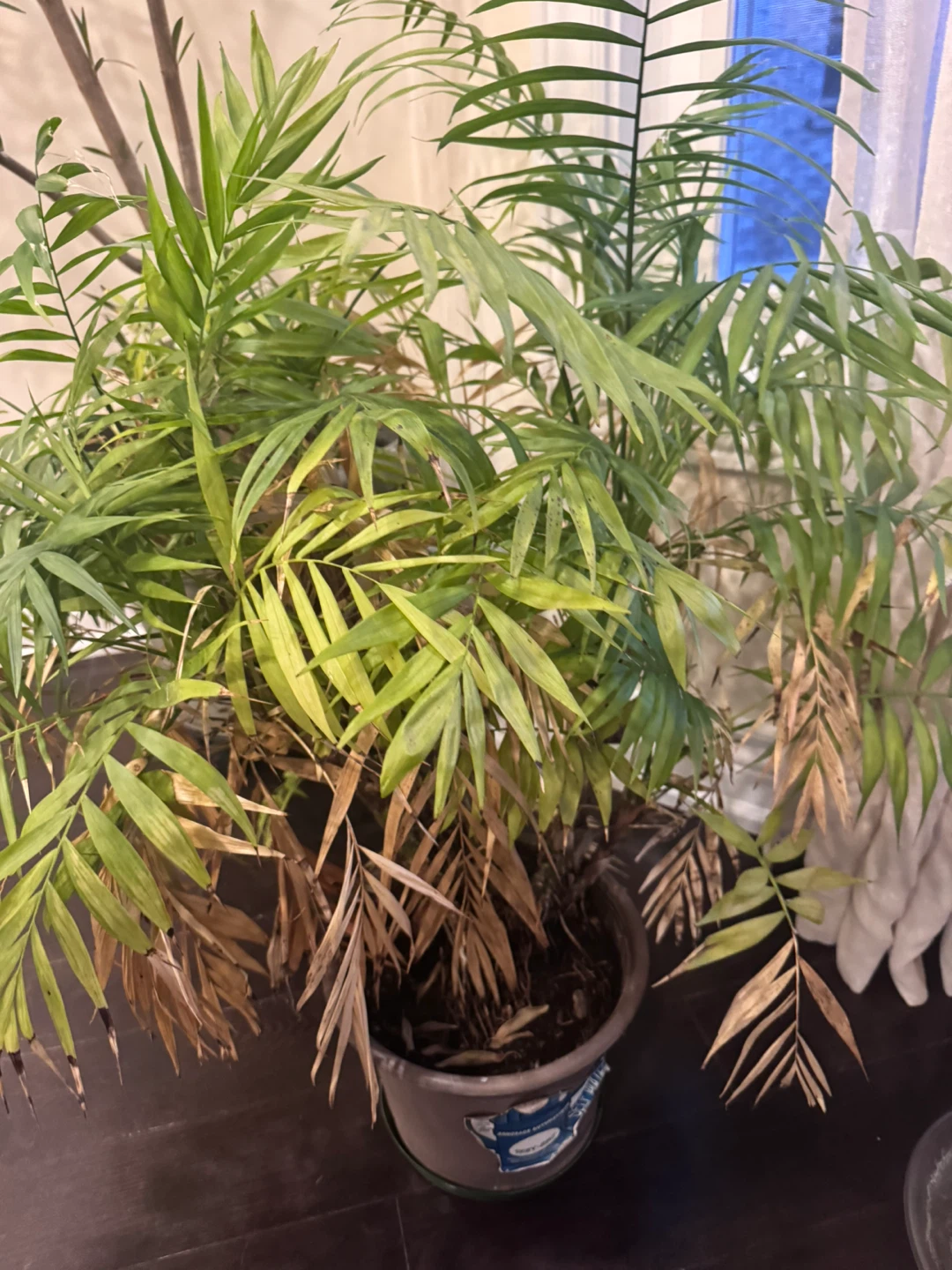 Medium size plants for sale - photo 2