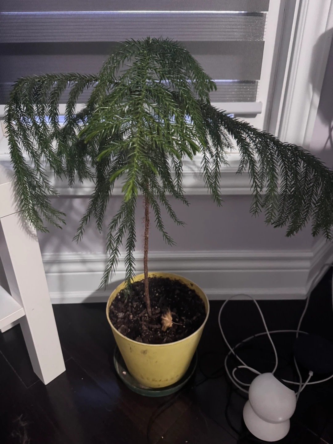 Medium size plants for sale