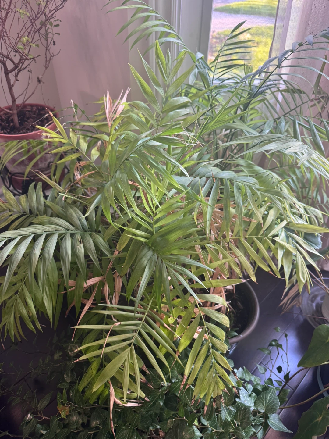 Medium size plants for sale - photo 3