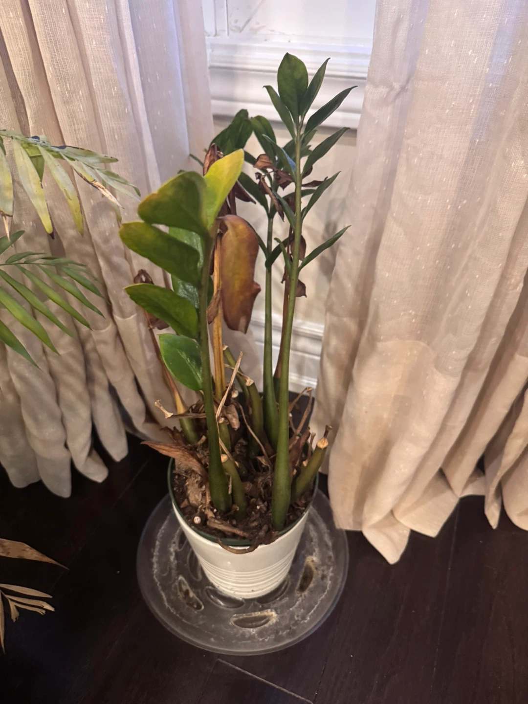 Medium size plants for sale - photo 4