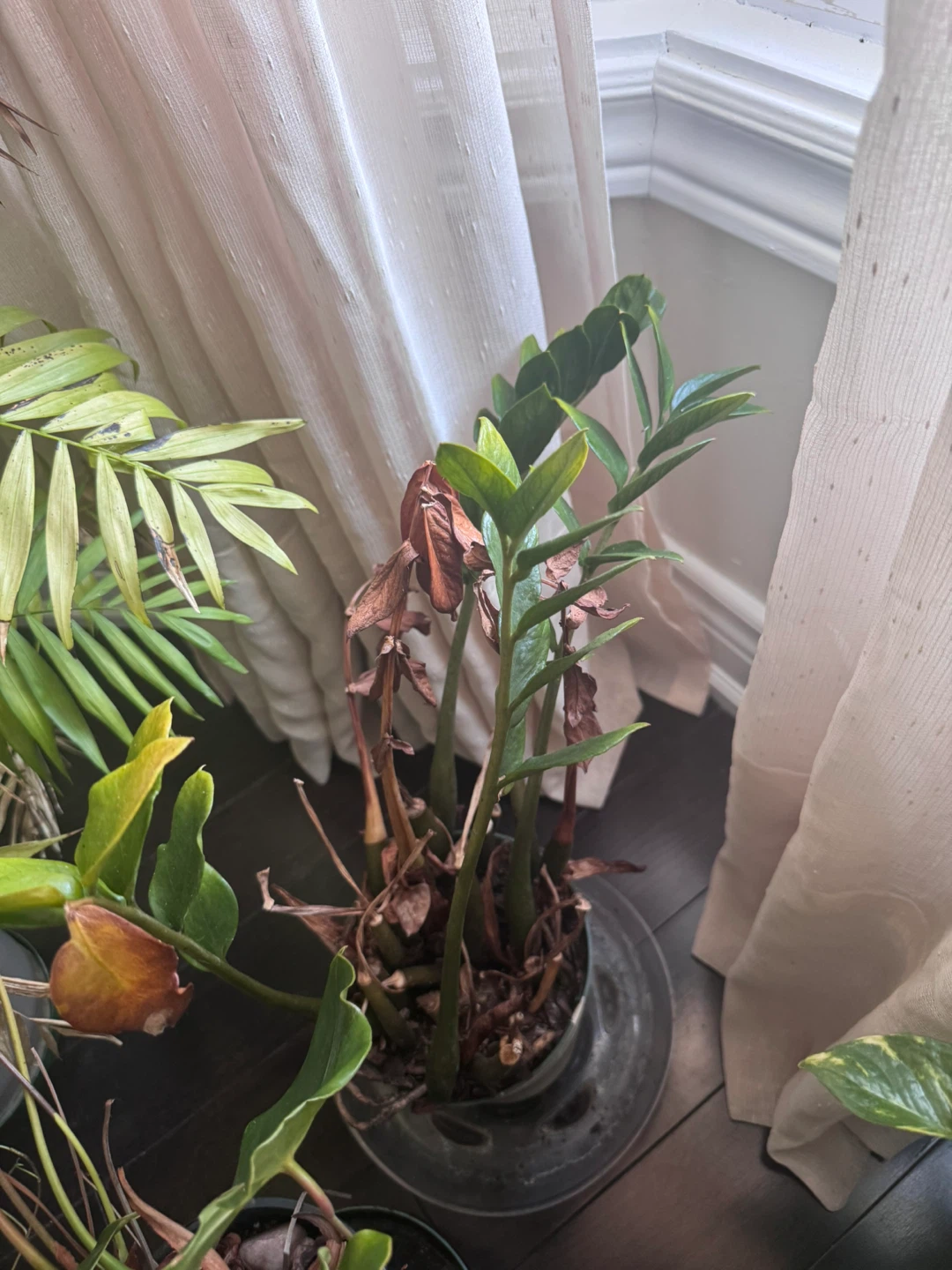 Medium size plants for sale - photo 5
