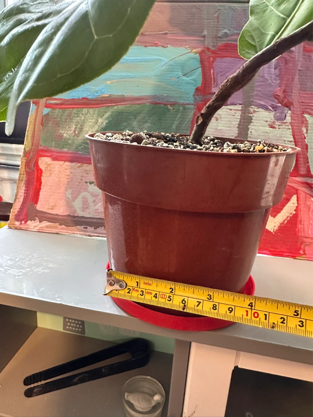 Fiddle leaf fig tree - photo 3