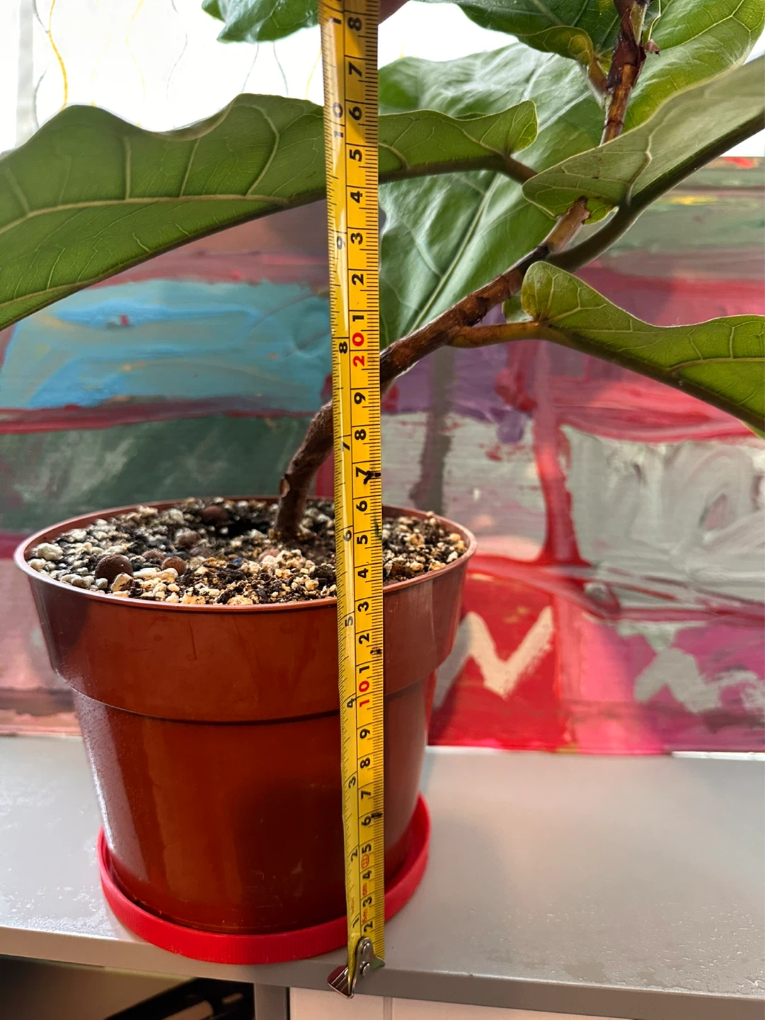 Fiddle leaf fig tree - photo 5