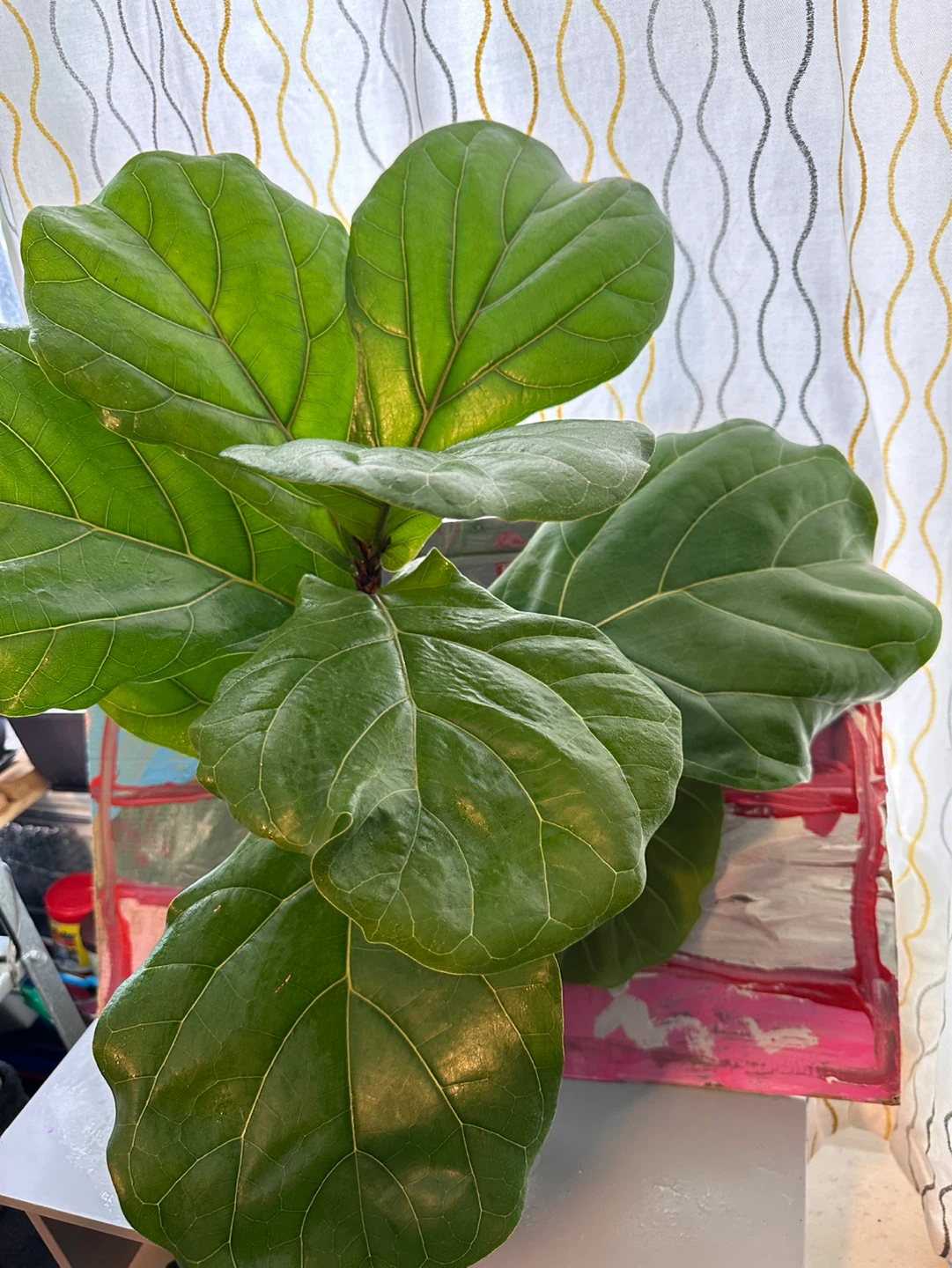 Fiddle leaf fig tree