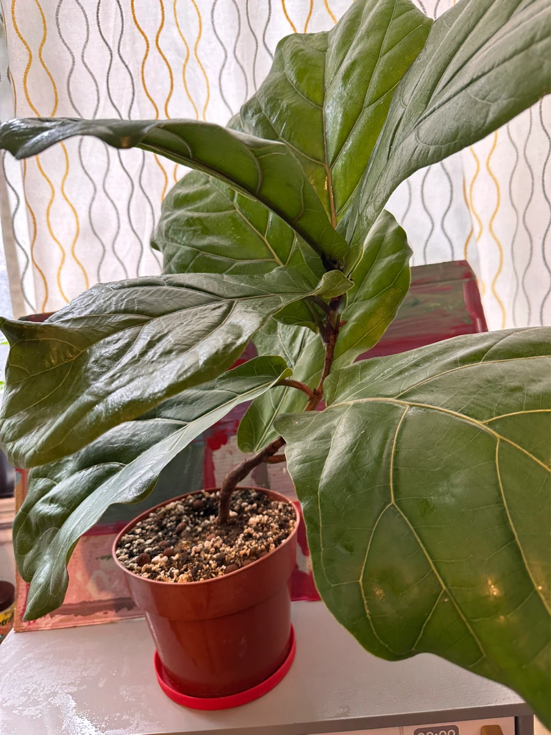 Fiddle leaf fig tree - photo 2